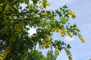 Golden flowers of Laburnum anagyroides against the sky