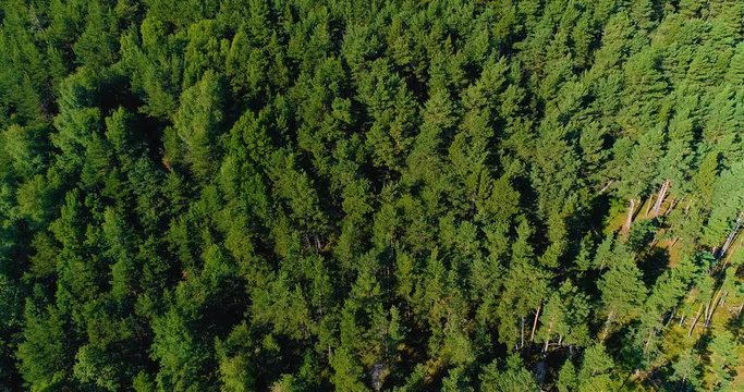 for&ecirc;t vu du ciel, a&eacute;rien