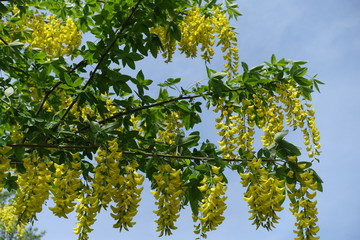 Yellow flowers of Laburnum anagyroides densely packed in pendulous racemes