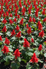 Dark green leaves and scarlet flowers of sage