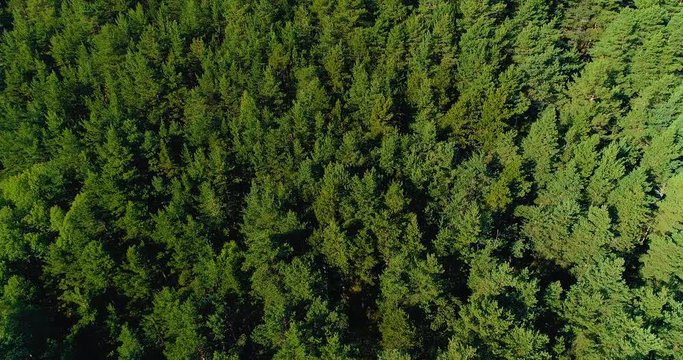for&ecirc;t vu du ciel, a&eacute;rien