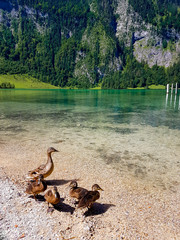 Entenfamilie am Ufer des Königssees 