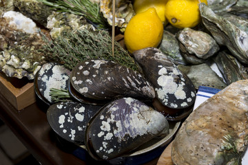 few fresh oysters in shells, seafood, lemons, meal