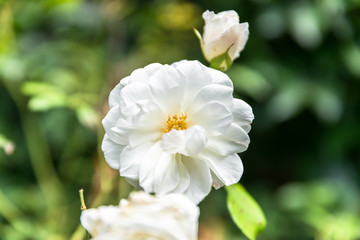 Nahaufnahme einer verwelkenden Rose