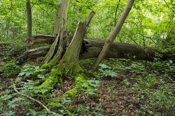 Abgebrochner Baumstamm, Müritz-Nationalpark, Mecklenburg-Vorpommern, Deutschland