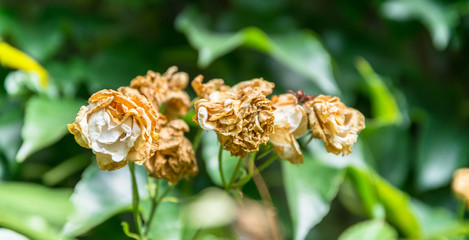 Nahaufnahme einer verwelkenden Rose