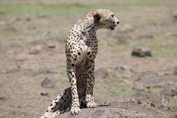 Cheetah (Acinonyx jubatus)