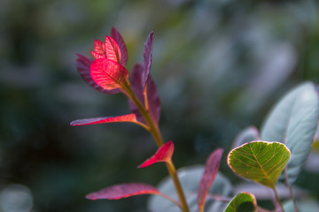 Rot verfärbte Blätter an einem Busch im Herbst