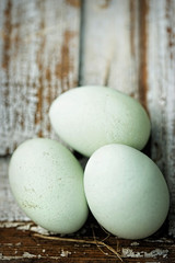 Blue eggs Araucana 