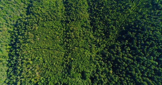 for&ecirc;t vu du ciel, a&eacute;rien