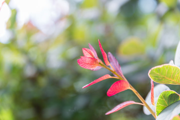 Rot verfärbte Blätter an einem Busch im Herbst