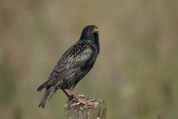 Starling