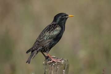 Starling