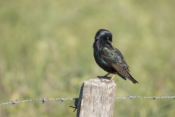 Starling