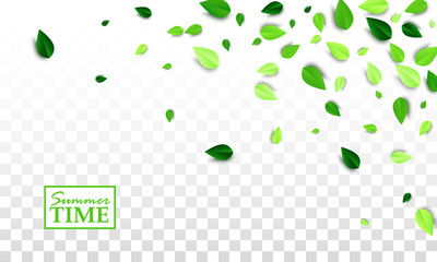 Summer time creative banner with flying green leaves foliage on white transparent background. All isolated and layered. Vector illustration