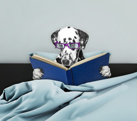 Cute dalmatian dog reading a book in bed