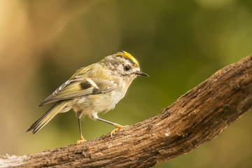 Goldcrest