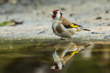 Goldfinch