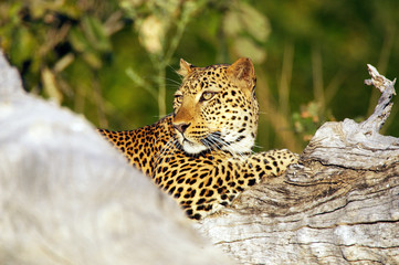 Leopard (Panthera pardus)