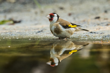 Goldfinch