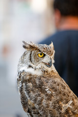 aasfresser, eule, falke, greifvogel, greifvögel, habicht, schleiereule, uhu, vogel