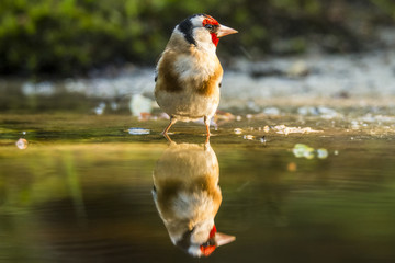 Goldfinch