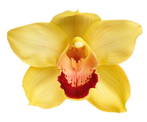 yellow orchid head, isolated on a white background © serkucher