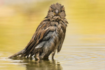 Sparrow in bath
