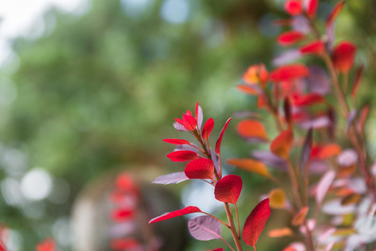 Rot verf&auml;rbte Bl&auml;tter an einem Busch im Herbst