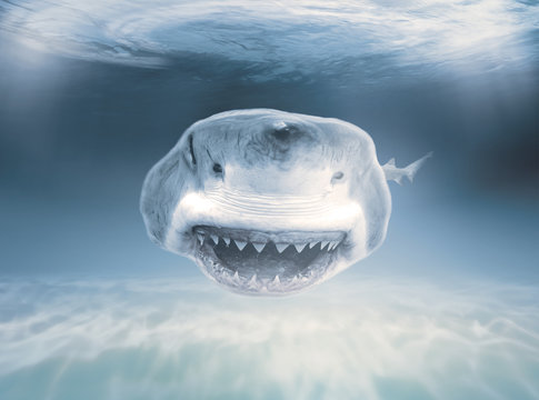 Shark