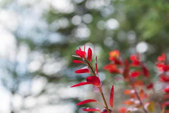 Rot verf&auml;rbte Bl&auml;tter an einem Busch im Herbst