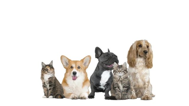 Pets on white background