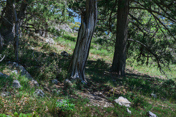 Beautiful nature hiking trails