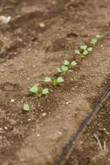 畑　発芽