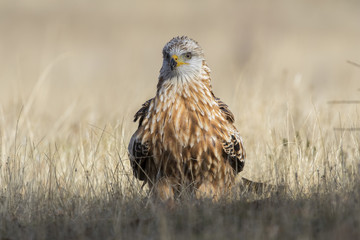 Red Kite ( Milvus Milvus ) feeding on the ground