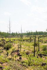 Burning the forest