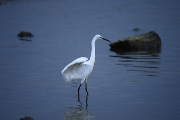 egrets