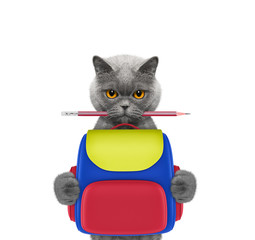 Fototapeta premium obedience school - cat with bag isolated on white