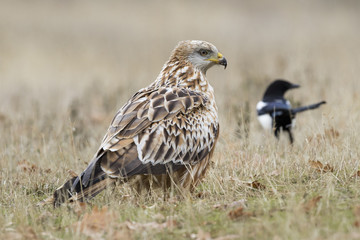 Red Kite ( Milvus Milvus ) feeding on the ground