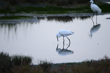egrets