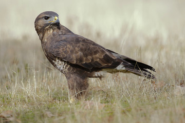 Common buzzard (Buteo buteo)