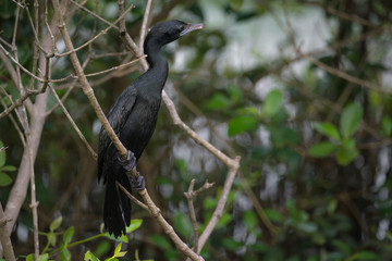 Little cormorant Close Up