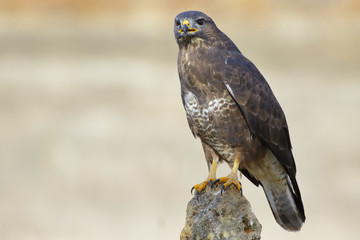Common buzzard (Buteo buteo)