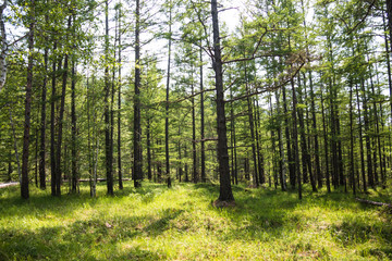 Obraz premium Summer forest