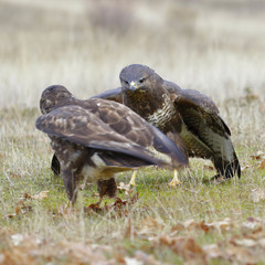 Buzzard (Buteo buteo) fighting on the ground