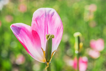 Obraz premium Reproduction system of a tulip
