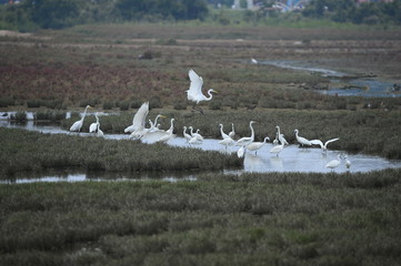 egrets