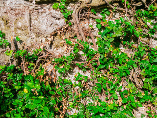 green vines growing on a rock wall, Vine climbing up the old wall, Plant growing on wall