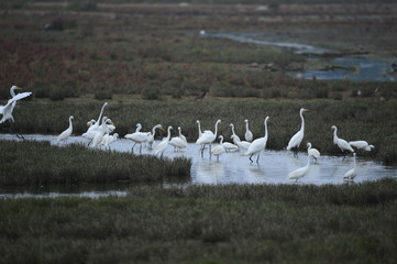 egrets