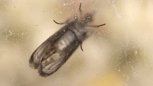 Pantry moth